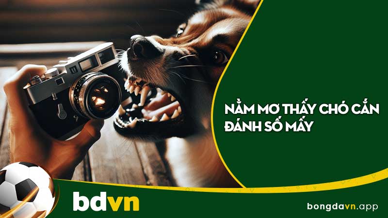 Nằm mơ thấy chó cắn đánh số mấy